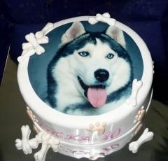 Torta pes Husky
