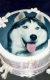 Rôzne torty » Torta Obrázok pes Husky
