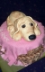 Torty pre deti » Torta Pes labrador